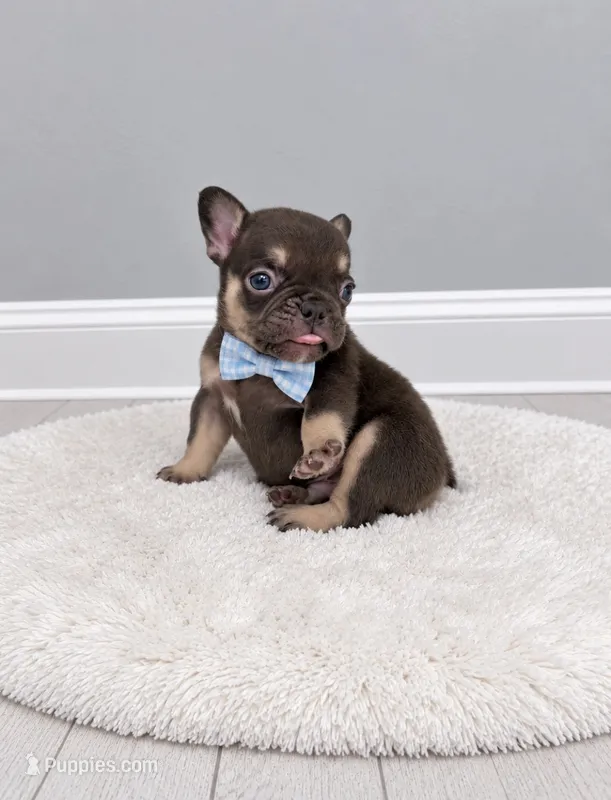 Orion – French Bulldog puppy for sale in Barney, GA