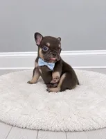 Orion, a male French Bulldog for sale in Barney, GA – 1 of 4