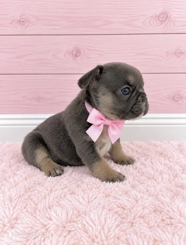 Loves – French Bulldog puppy for sale in Barney, GA
