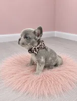 Merle Polly , a female French Bulldog for sale in Barney, GA – 3 of 4