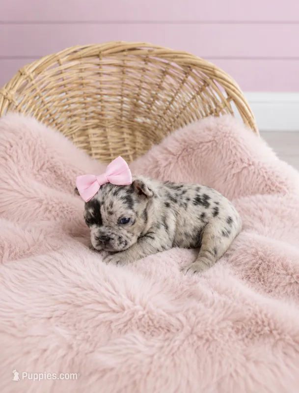 Eloise Merle tri – French Bulldog puppy for sale in Barney, GA