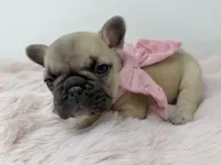 Saddie, a female French Bulldog for sale in Barney, GA – 4 of 6