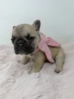 Saddie, a female French Bulldog for sale in Barney, GA – 5 of 6
