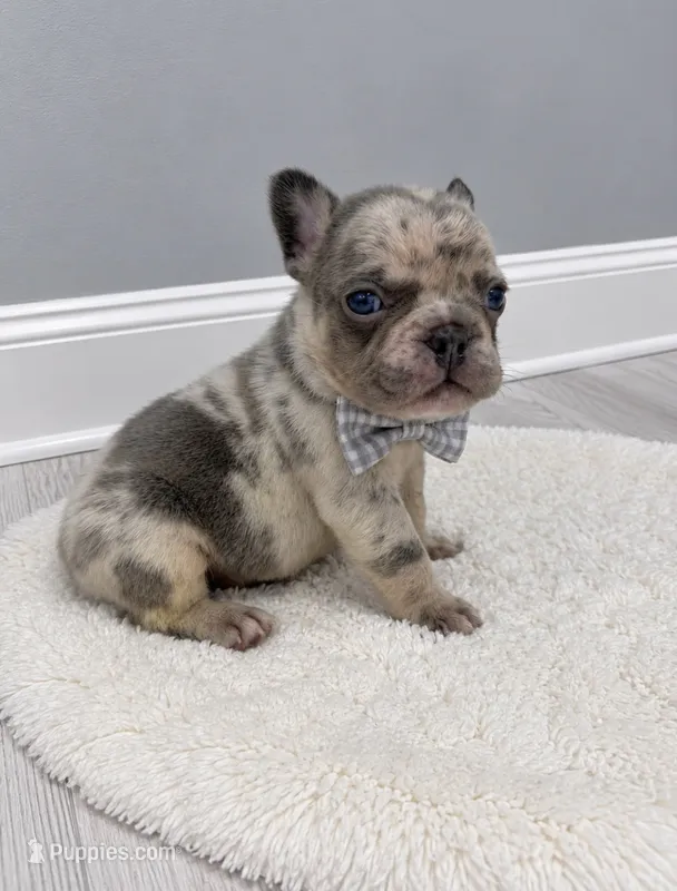 Stone  – French Bulldog puppy for sale in Barney, GA