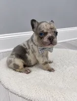 Stone , a male French Bulldog for sale in Barney, GA – 1 of 4