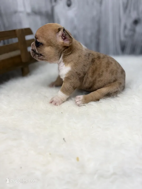 Charles – French Bulldog puppy for sale in Barney, GA