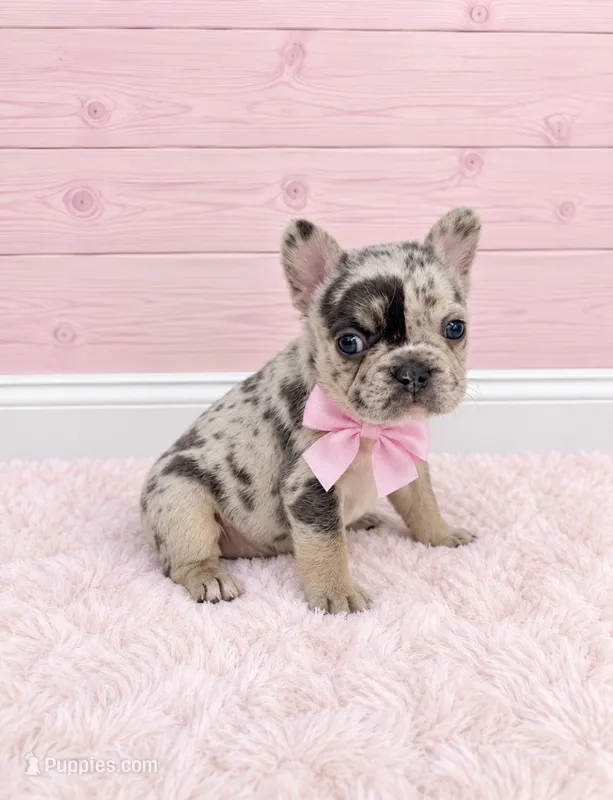 Eloise Merle tri – French Bulldog puppy for sale in Barney, GA