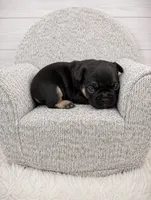 Rocky, a male French Bulldog for sale in Barney, GA – 3 of 4
