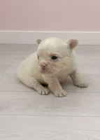 Fluffy Pearl, a female French Bulldog for sale in Barney, GA – 3 of 3