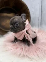 Ember , a female French Bulldog for sale in Barney, GA – 10 of 10