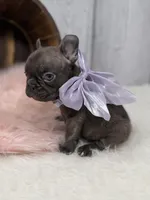 Ember , a female French Bulldog for sale in Barney, GA – 6 of 10