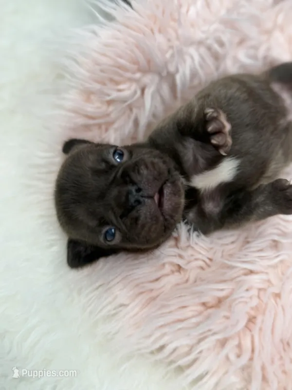 Ember  – French Bulldog puppy for sale in Barney, GA