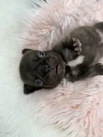 Ember , a female French Bulldog for sale in Barney, GA – Photo 1 of 10