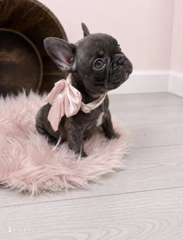 Ember  – French Bulldog puppy for sale in Barney, GA