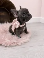 Ember , a female French Bulldog for sale in Barney, GA – 1 of 10