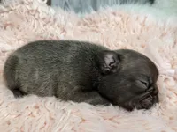 Ember , a female French Bulldog for sale in Barney, GA – Photo 10 of 10