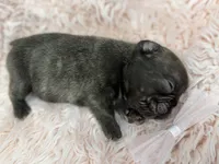 Ember , a female French Bulldog for sale in Barney, GA – Photo 8 of 10