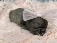 Ember , a female French Bulldog for sale in Barney, GA – Photo 9 of 10