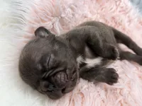 Ember , a female French Bulldog for sale in Barney, GA – Photo 6 of 10