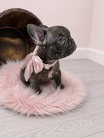 Ember , a female French Bulldog for sale in Barney, GA – 2 of 10