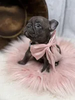 Ember , a female French Bulldog for sale in Barney, GA – 8 of 10