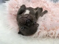 Ember , a female French Bulldog for sale in Barney, GA – Photo 5 of 10