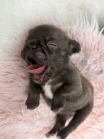 Ember , a female French Bulldog for sale in Barney, GA – Photo 2 of 10