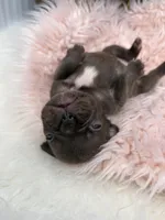 Ember , a female French Bulldog for sale in Barney, GA – Photo 4 of 10