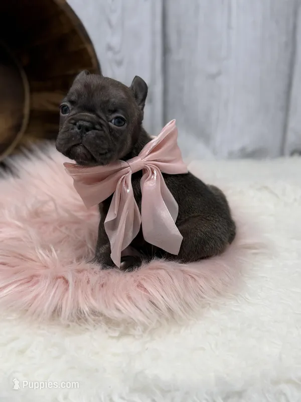 Ember  – French Bulldog puppy for sale in Barney, GA