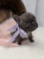 Ember , a female French Bulldog for sale in Barney, GA – 4 of 10