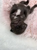 Ember , a female French Bulldog for sale in Barney, GA – Photo 3 of 10