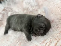 Ember , a female French Bulldog for sale in Barney, GA – Photo 7 of 10