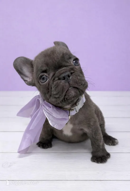 Ember  – French Bulldog puppy for sale in Barney, GA