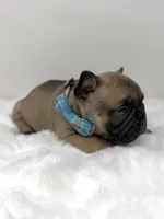 Jonny, a male French Bulldog for sale in Barney, GA – 2 of 7