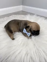 Max, a male French Bulldog for sale in Barney, GA – 2 of 3