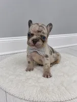 Stone , a male French Bulldog for sale in Barney, GA – 3 of 4