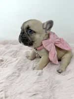 Saddie, a female French Bulldog for sale in Barney, GA – 1 of 6