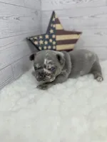 Merle tri Slate , a male French Bulldog for sale in Barney, GA – 1 of 5