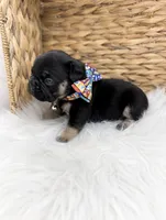 Rocky, a male French Bulldog for sale in Barney, GA – 2 of 4
