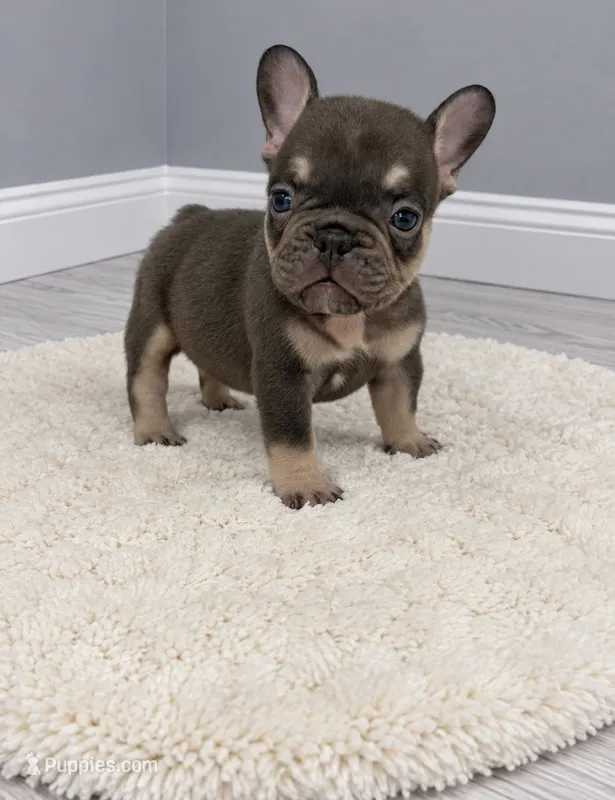 Orion – French Bulldog puppy for sale in Barney, GA
