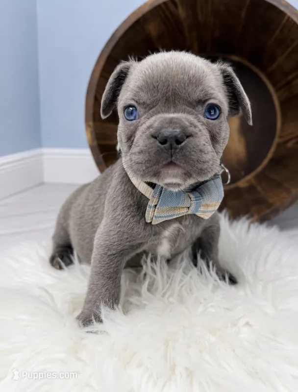 Prince  – French Bulldog puppy for sale in Barney, GA