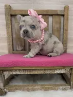 Piper, a female French Bulldog for sale in Barney, GA – Photo 1 of 3