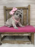 Piper, a female French Bulldog for sale in Barney, GA – Photo 2 of 3