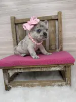 Piper, a female French Bulldog for sale in Barney, GA – Photo 3 of 3