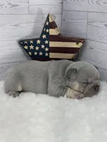 Lilac tri Rocky, a male French Bulldog for sale in Barney, GA – 3 of 4