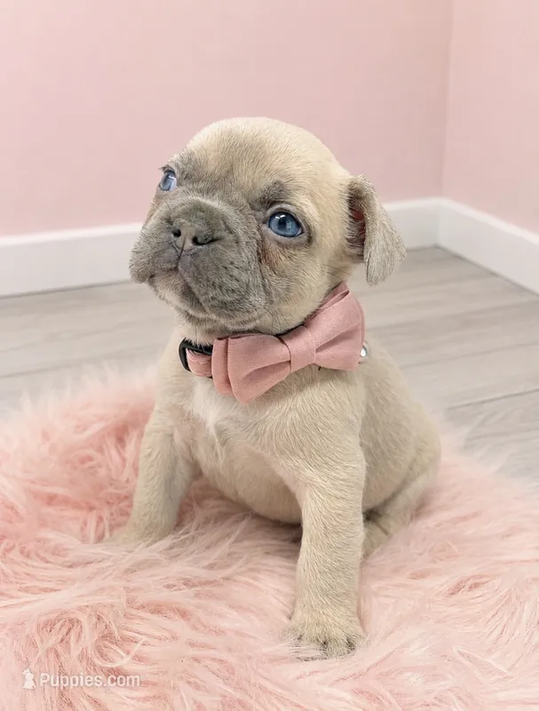 Milly  – French Bulldog puppy on hold in Barney, GA
