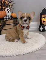 Charles, a male French Bulldog for sale in Barney, GA – 3 of 9