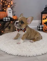 Charles, a male French Bulldog for sale in Barney, GA – 1 of 9