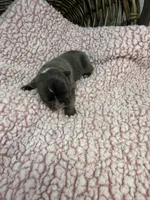 Tansy, a female French Bulldog for sale in Barney, GA – 3 of 5