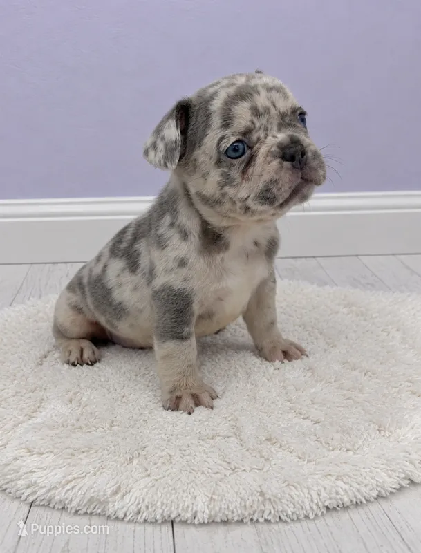 Angel – French Bulldog puppy for sale in Barney, GA